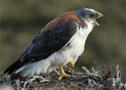 Falklands birdlife